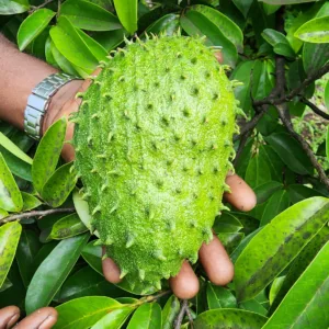 SourSop Fruit Power Uganda - Sixways Healthcare